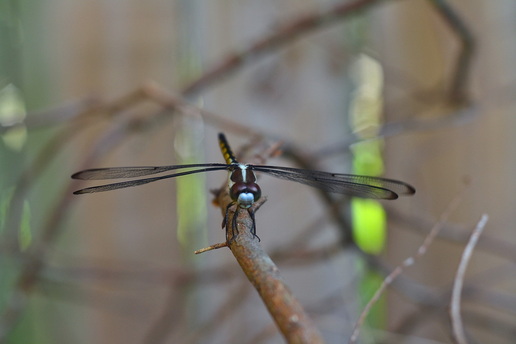 Blue-nose dragonfly landed on stick