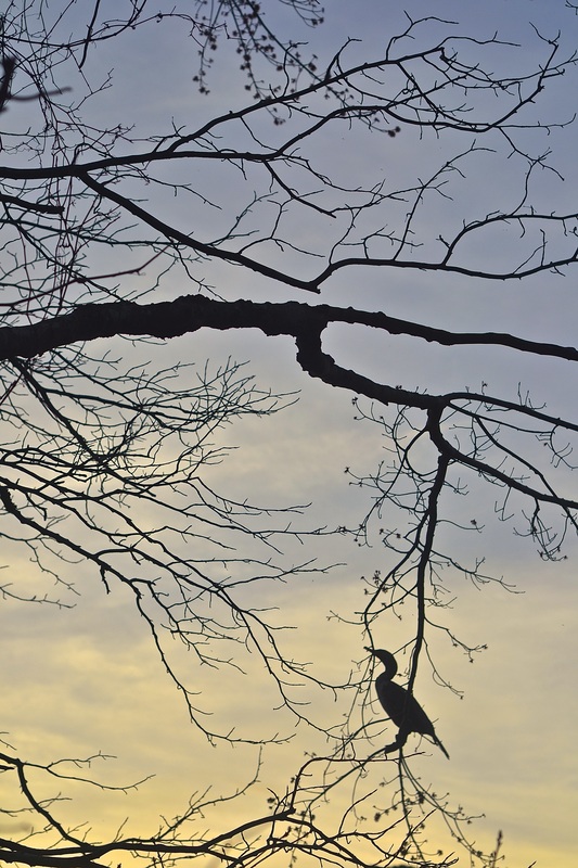 Silhouette of egret in tree against sky