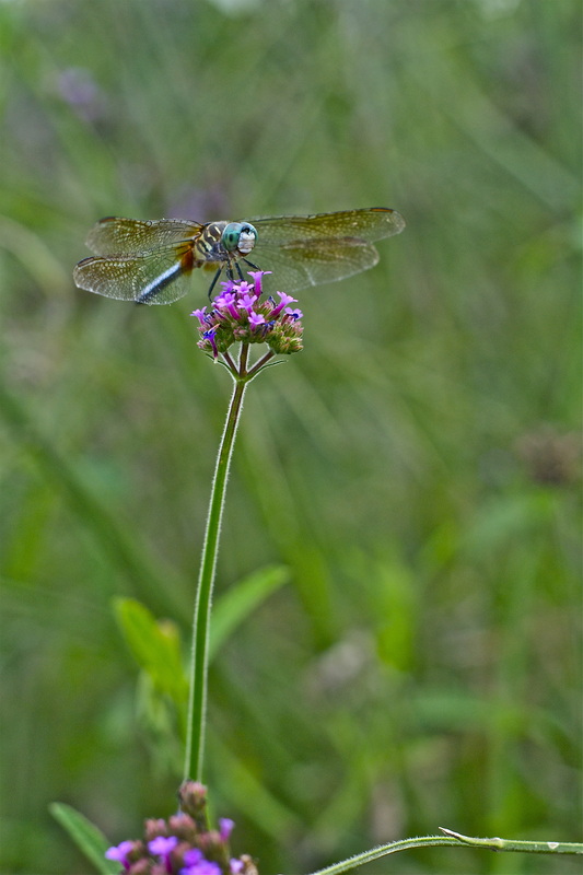 Blue dragonfly on purple flower in garden