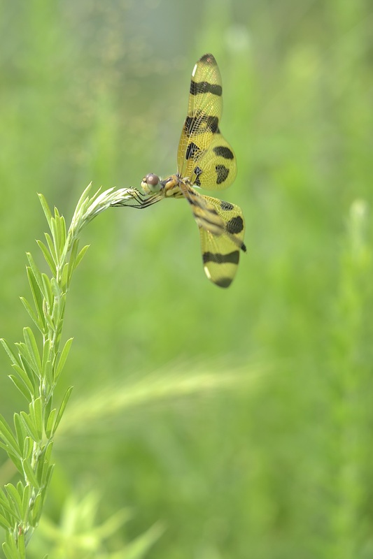 Yellow and black dragonfly on plant in Ocean Lakes