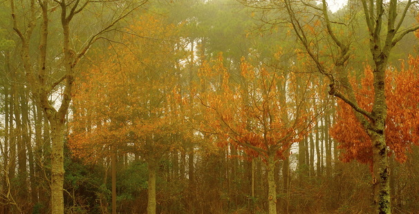 Beautiful red and orange foliage of First Landing State Park, Virginia Beach, in autumn