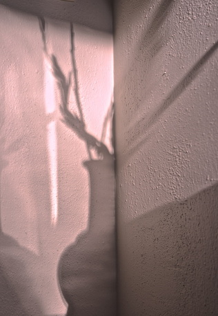 Shadow of flower in vase against wall