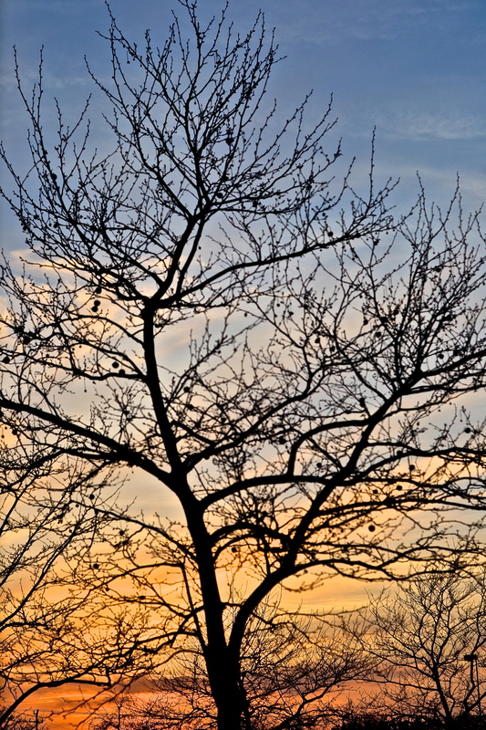 Bare gum tree against beautiful sunset sky