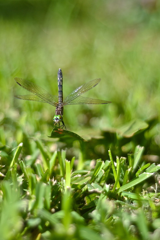 Dragonfly doing handstand on garden leaf