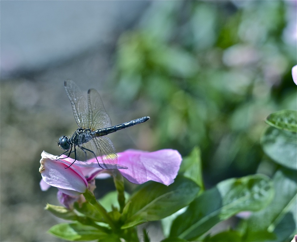Image of blue dragonfly on pink flower petal