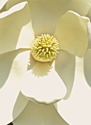Beautiful white magnolia flower