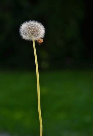 Fuzzy dandelion with seeds