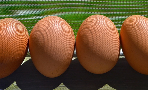 Four brown eggs lined up in the sun